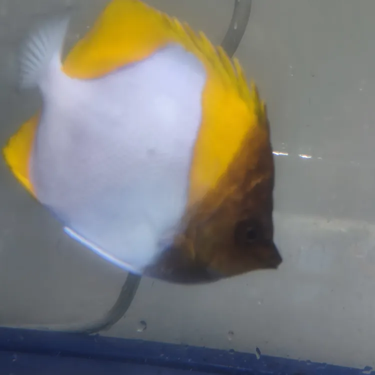 黄霞蝶钻石蝶11CM超大只海水观赏鱼蝶鱼已检疫养定开口颗粒