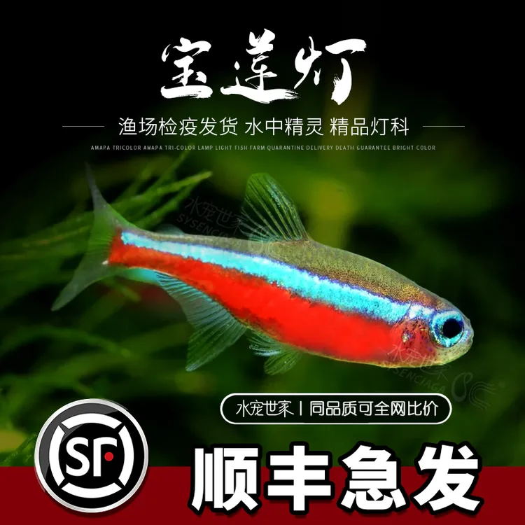 宝莲灯鱼淡水鱼热带鱼小型灯科鱼活体观赏鱼