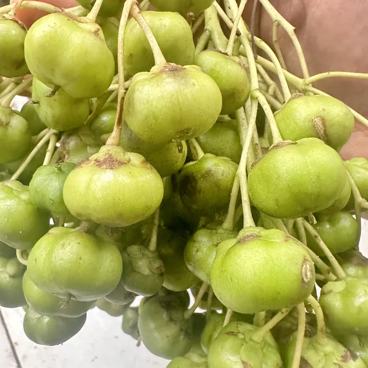 正宗云南深山老林鼻涕果苗少数民族特色特产水果