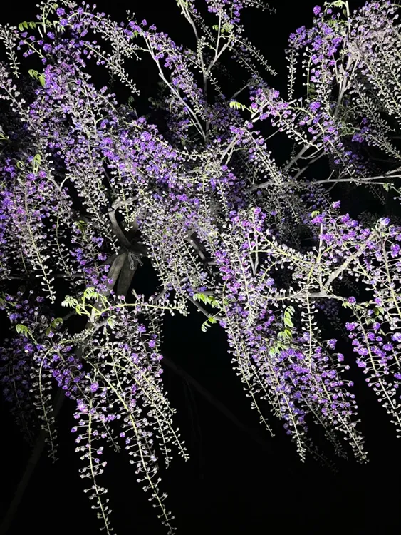 地栽高杆日系八重黑龙紫藤花（一物一拍仅供付米）