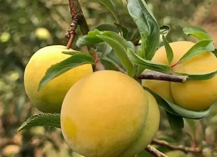 贵州鲜果蜂糖李李子，自产自销，品质有保证，价格也便宜，顺丰包邮