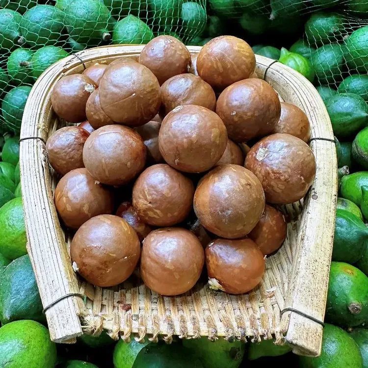 云南新鲜未开口夏威夷果鲜果自然晾晒超大果坚果送开口器