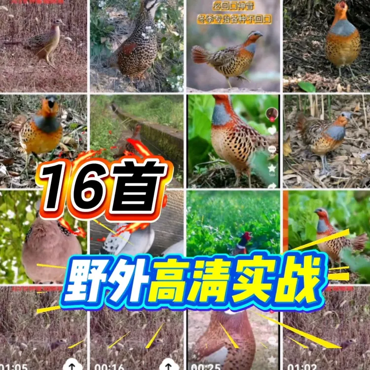 竹鸡/鹧鸪/斑鸠认知卡音频卡片