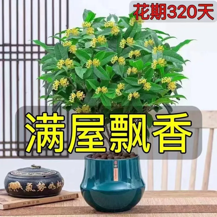 可食用正宗四季桂花树苗盆栽花卉植物浓香绿植阳台庭院四季开好养