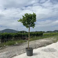 （直播间一物一拍）广东四季香水柠檬盆栽阳台庭院地栽绿植果树