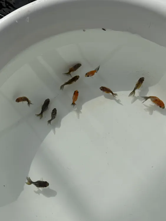 小精品泰狮小鱼11条