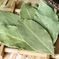 广西老树香叶天然调味料家用商用烹饪增香必备