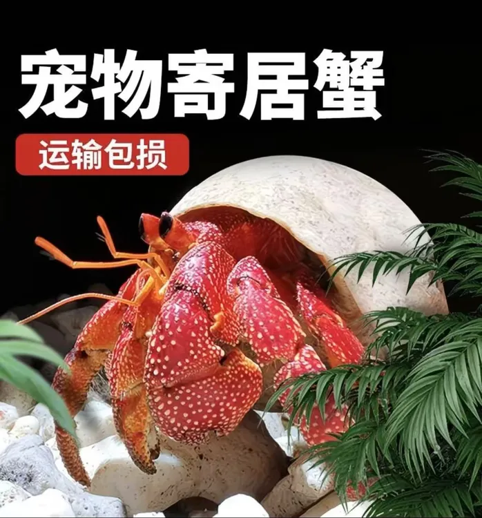 精品宠物陆生豆丁寄居蟹新手入门蟹