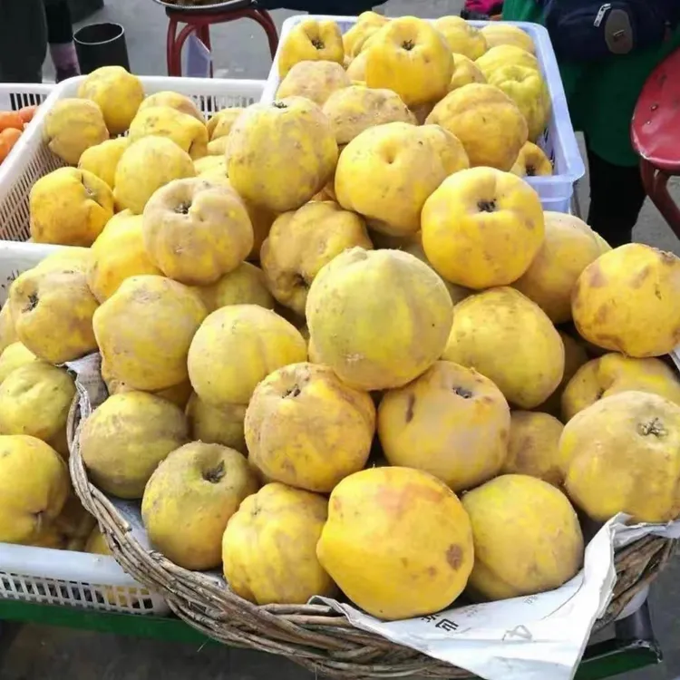 新疆特色和田地区bihi榅桲稀有新鲜水果新鲜现摘鲜果榅桲果