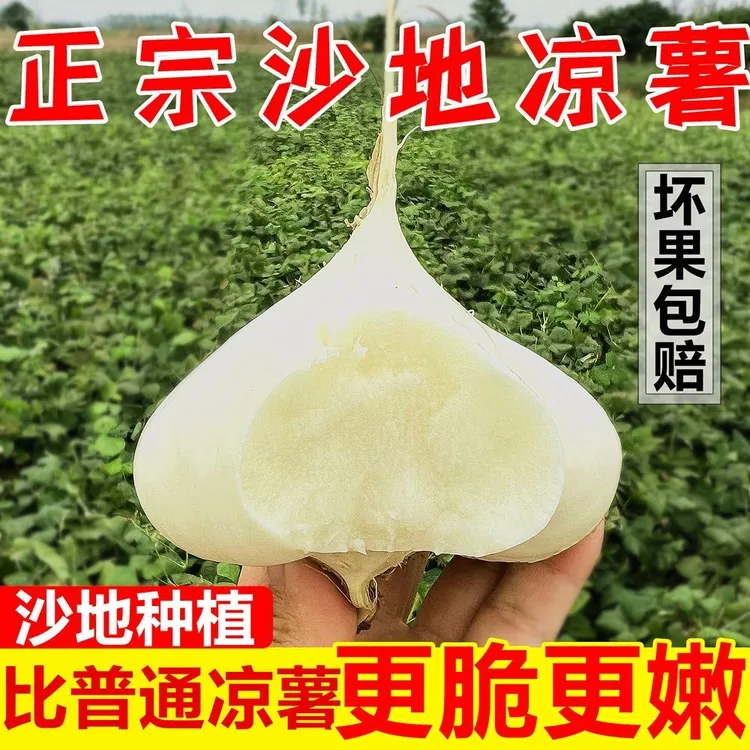 【正宗地萝卜】新鲜凉薯白地瓜现挖3/5/9斤皮薄肉厚脆甜多汁