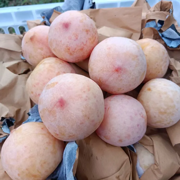 香妃李 脆甜多汁湖南芷江当季水果现摘现发3斤起包邮