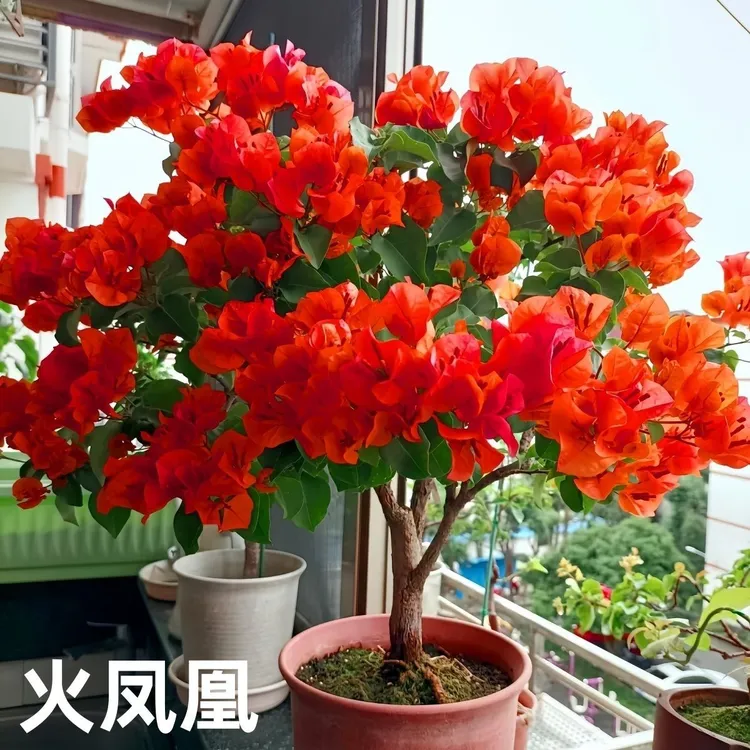 三角梅盆栽开花四季花卉爆花耐热好养绿植庭院阳台