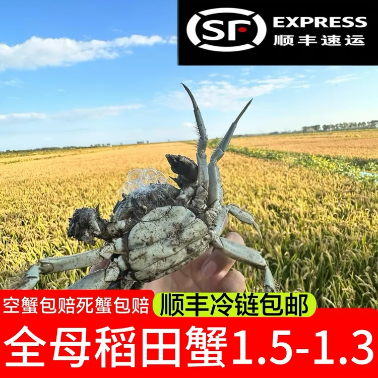 活蟹盘锦稻田蟹母蟹（1.5-1.3两每只）2斤
