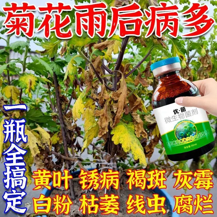 菊花黄叶锈病专用杀菌剂菊花病清白粉病褐斑病枯萎病菊花病全管