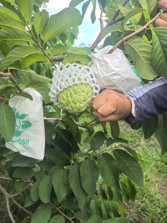 泰国大目大果释迦新鲜番荔枝佛头果软糯新鲜释迦果香甜