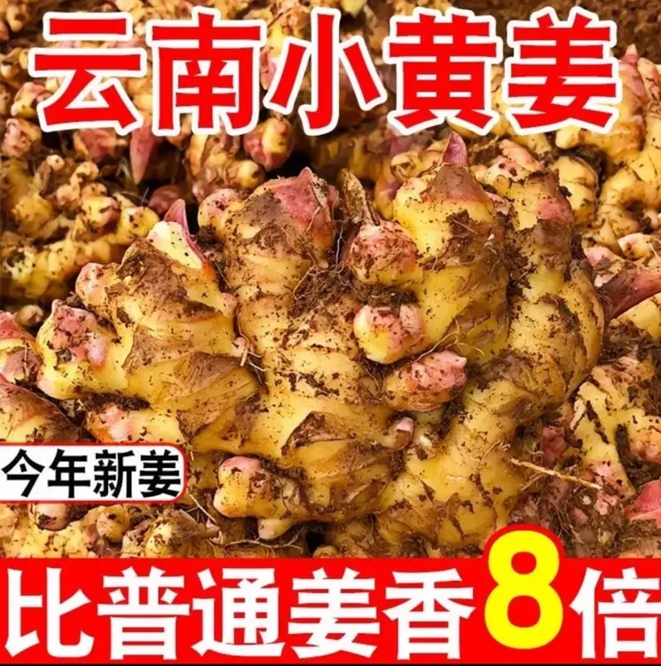云南小黄姜新鲜现挖姜味十足产地直销