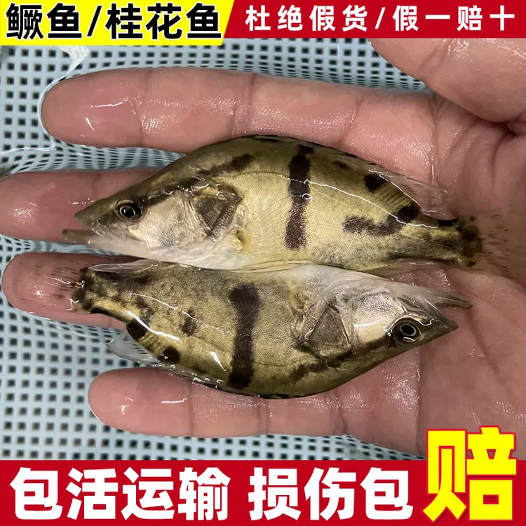 【三年老店只卖精品鳜鱼苗】桂花鱼红纹翘嘴鳜鱼白鳜淡水养殖观赏
