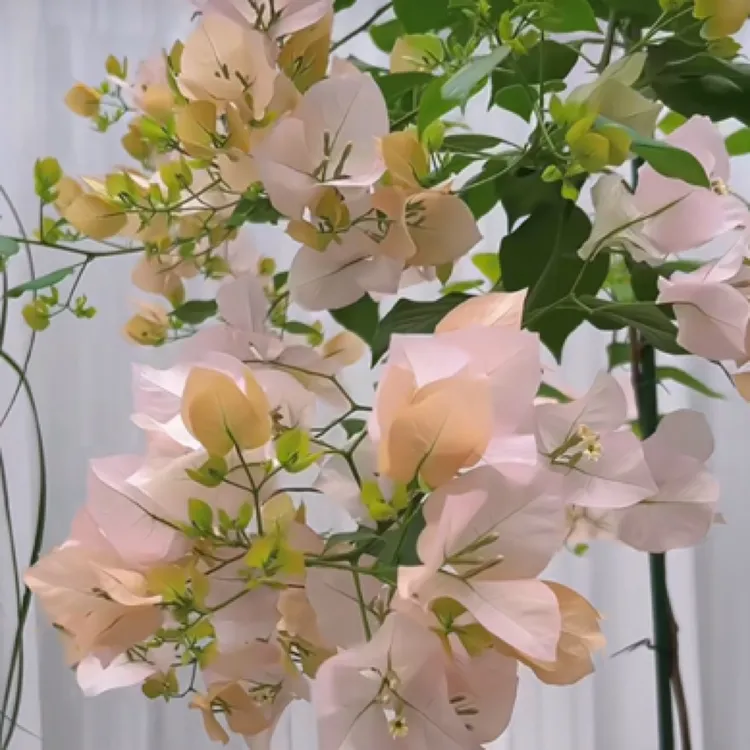 三角梅嫁接嫩枝条6-9个芽点，不售后不包活