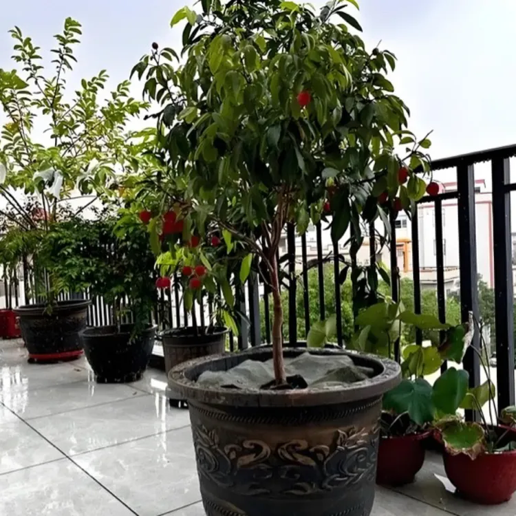 【东荔王】晚香玉嫁接苗绿植盆栽左右包邮