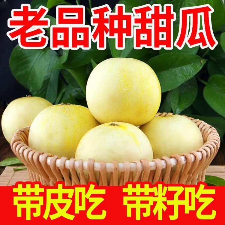 顺丰包邮2025山东头茬小蜜蜂甜瓜小蜜罐当天采摘产地直发星甜20