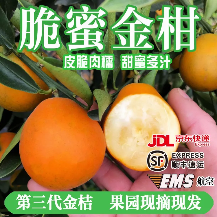 【第三代】融安脆蜜金桔金柑纯甜金桔新鲜带皮吃孕妇水果现摘现发