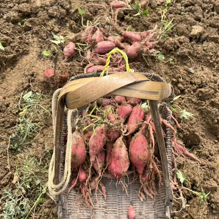 江西老品种新鲜现挖番薯红皮软糯香甜粉皮口感粉