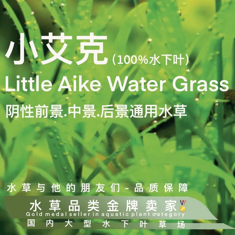 小艾克真正水下叶一阴性速生水草超级好养裸草发货不带杯泥