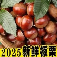 【鲜生板栗】新鲜香甜菜板栗颗颗饱满正宗产地栗子口感香糯菜板栗