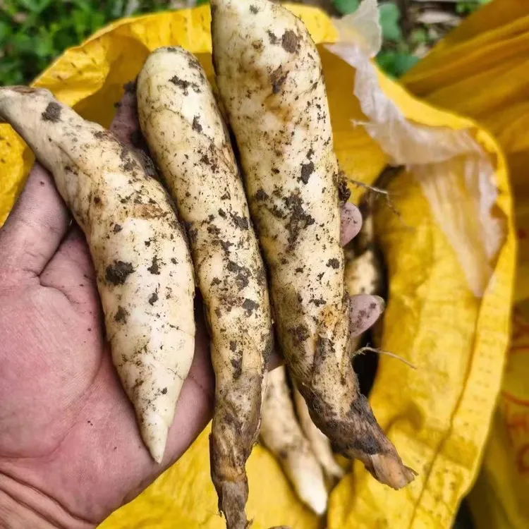 竹薯冬粉薯竹芋新鲜竹薯高纤维煲汤食材火锅食材京粉薯打粉
