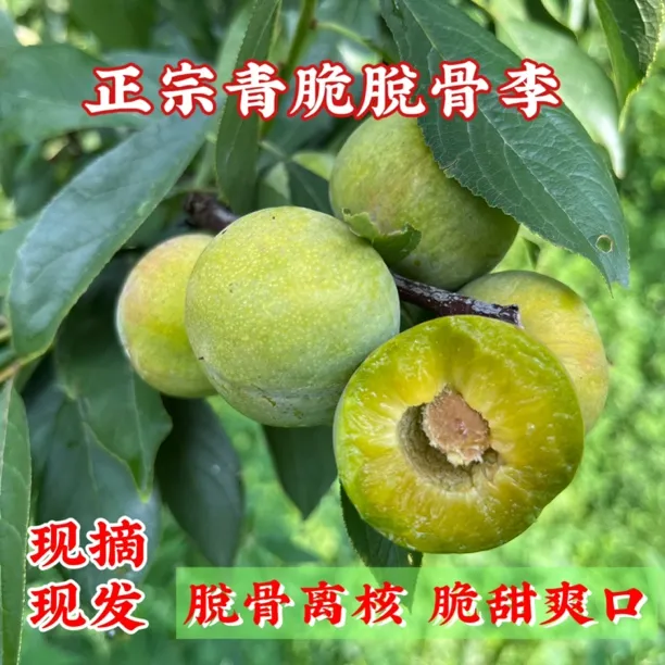 正宗四川汶川青脆脱骨李新鲜现摘现发脆李子 当季巫山脆李品种5斤