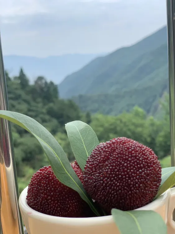 {顺丰/京东冷链}正宗台州仙居东魁杨梅新鲜现摘