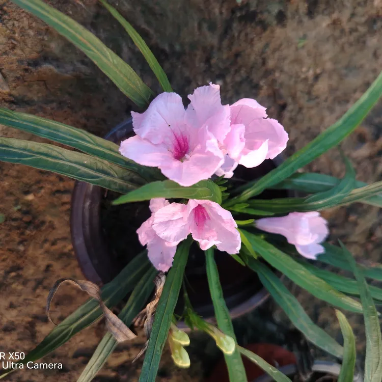 矮生翠芦莉粉花紫花花耐晒耐阴花盆栽四季开花阳台庭院兰花草