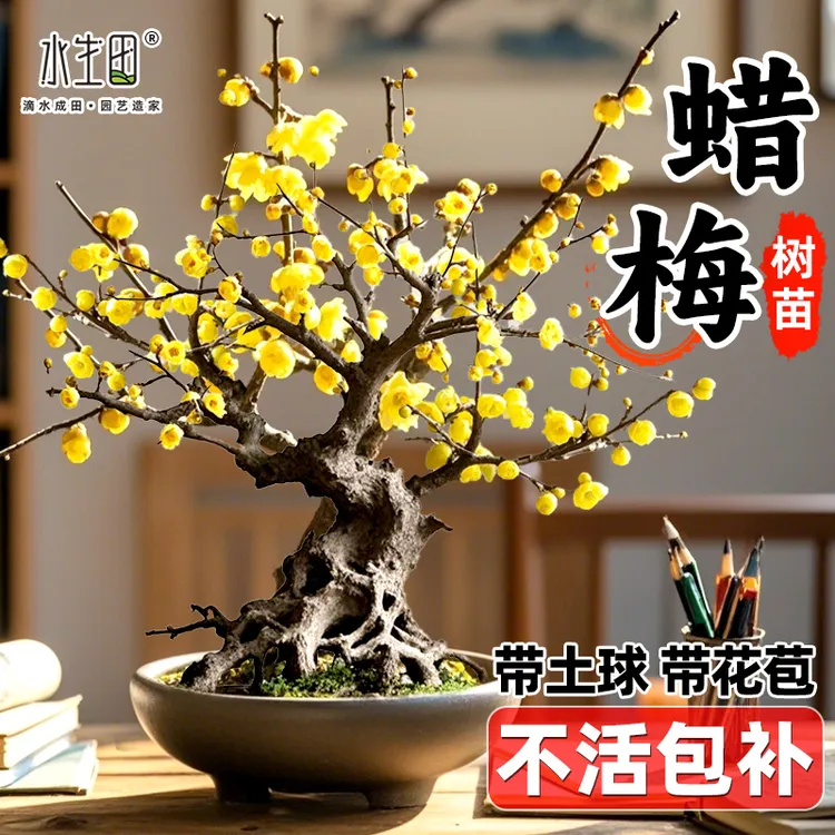 素心腊梅盆栽花卉苗超长花期家居红梅绿梅浓香型腊梅花苗冬季耐寒