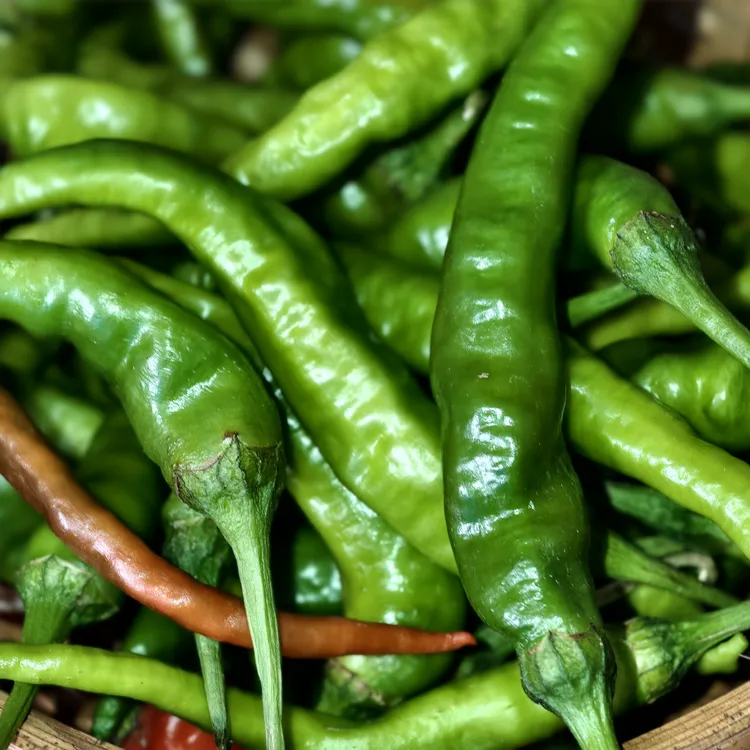 本地辣椒朝天椒邳州薄皮鲜青椒现货现发辣味纯正