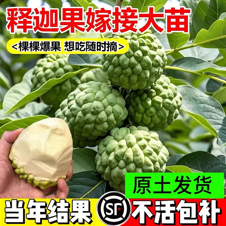 释迦果苗树带果凤梨奶油黄龙嫁接果树果苗庭院南方种植盆栽地栽苗
