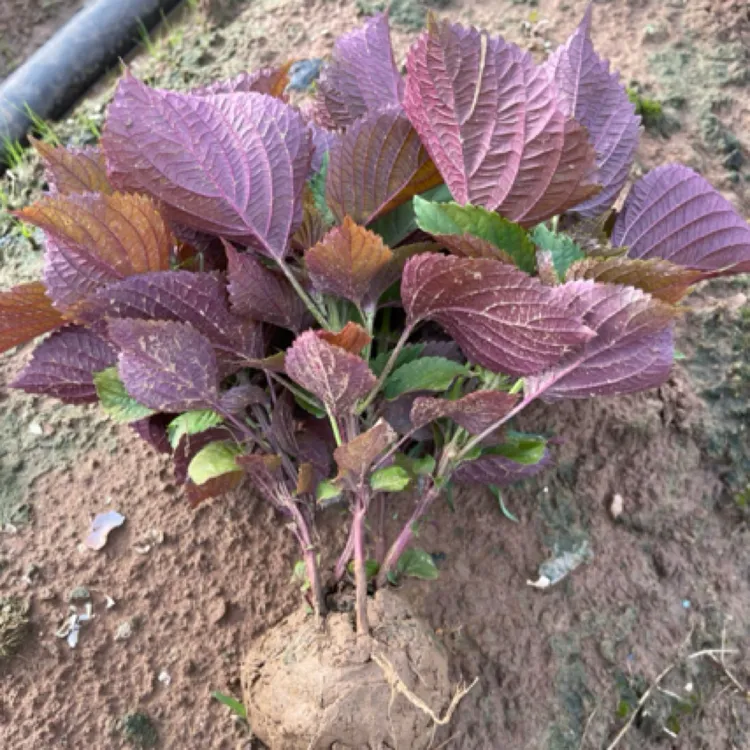广西南宁农家正宗紫苏苗带土发货可阳台种植盆栽地栽庭院种植