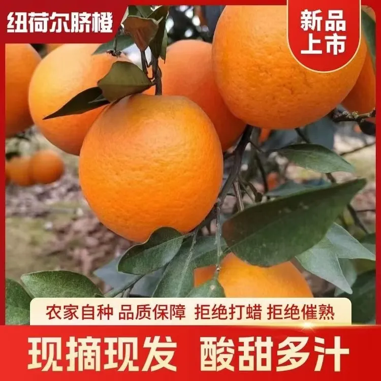 广西桂林高山脐橙脆甜爆汁现摘现发未打腊洗药水