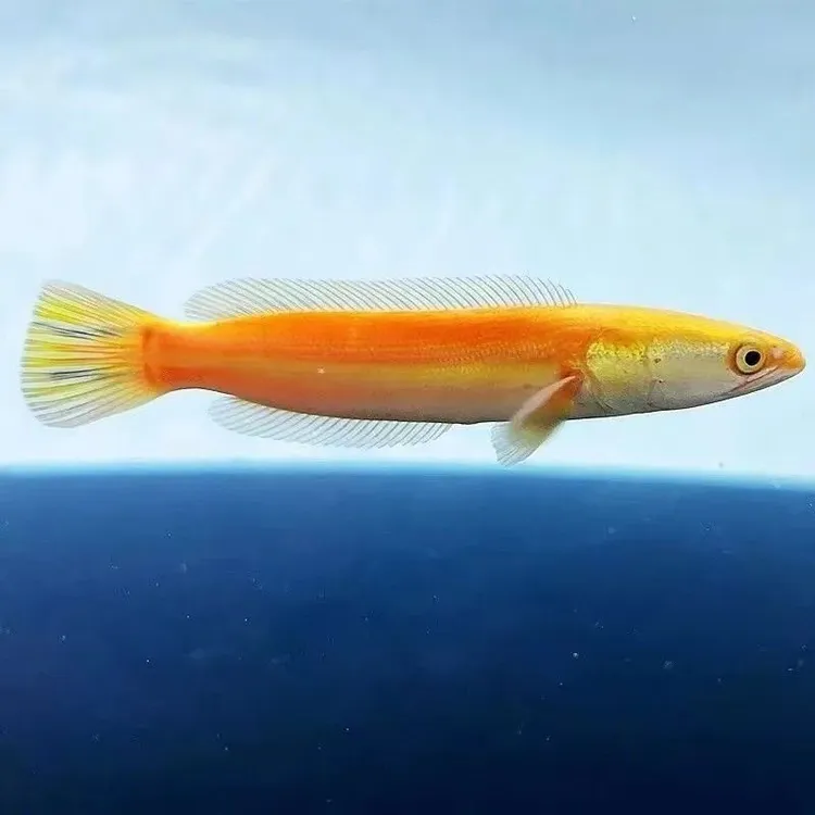 精品黄化铅笔鱼铅笔鱼雷雷龙