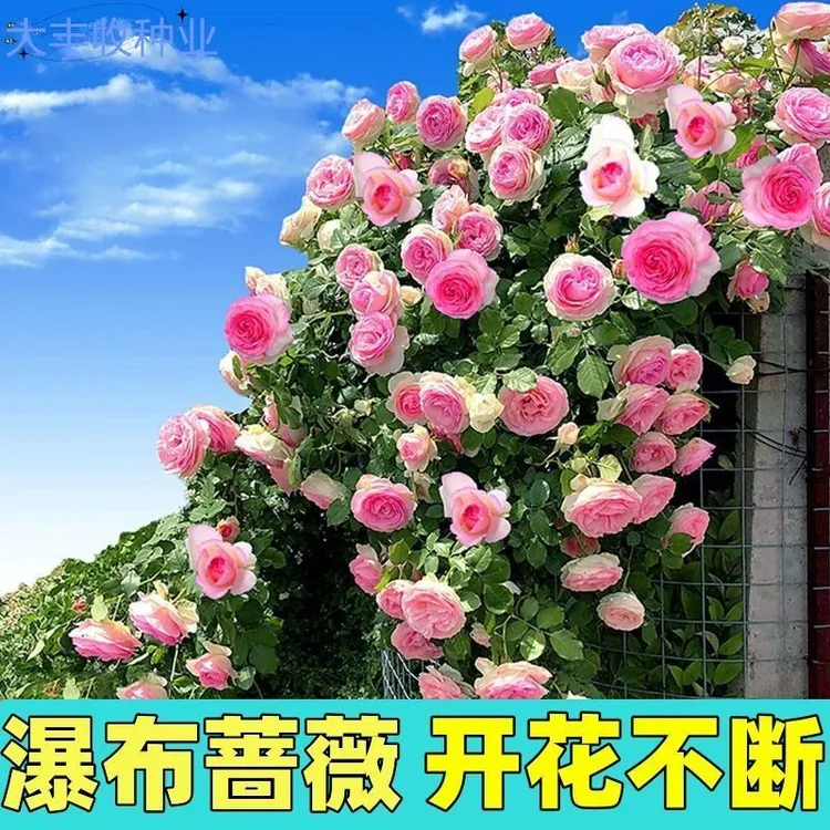 四季种植混色爬墙蔷薇花种籽子四季播种月季爬藤植物花籽蔬菜种子