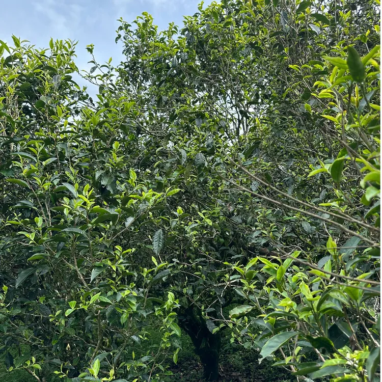 【交个朋友】邦东古树生普岩茶 普洱散茶100g500g