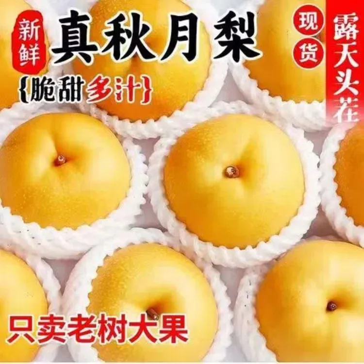 真山东莱阳头茬秋月梨特大果5斤8斤可选带手提袋大礼盒