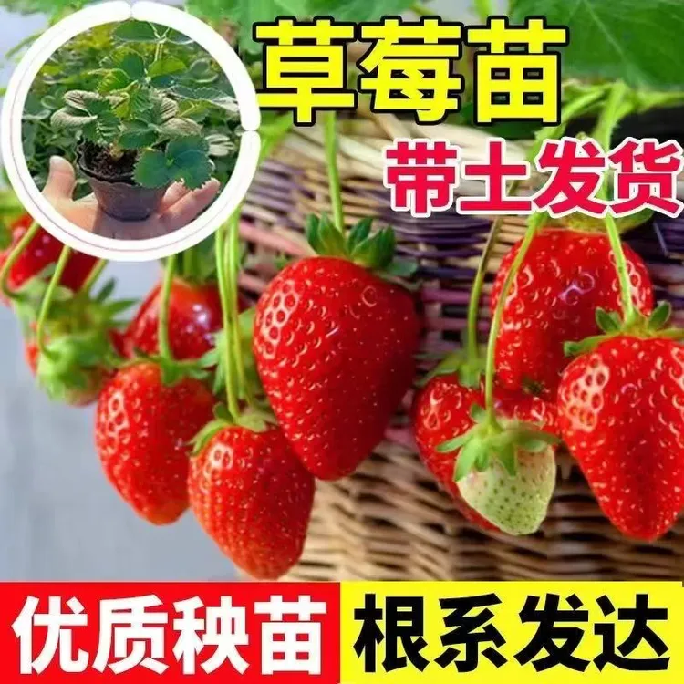 奶油草莓苗原盆原土适合四季阳台种植南北方种子通用室内