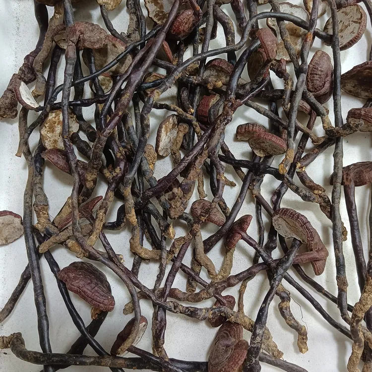 【正品精选】海南野生灵芝王