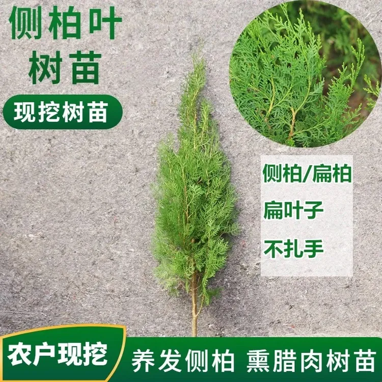  侧柏树苗 扁柏苗，洒金柏，庭院绿化苗植物侧柏小苗杯苗