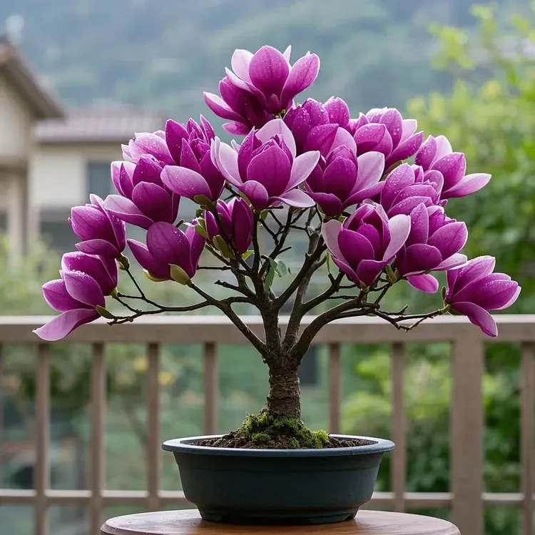 四季浓香型矮化玉兰花树苗盆栽花苗红玉兰花紫玉兰花树花卉庭院耐
