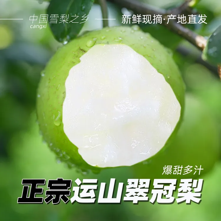 A【运山翠冠梨】新鲜现摘苍溪翠冠梨 2025当季新品脆甜多汁新鲜梨子