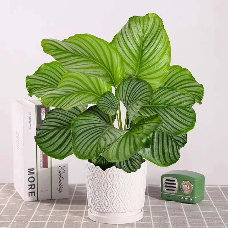 新疆包邮 青苹果竹芋散射光养护土壤保持湿润