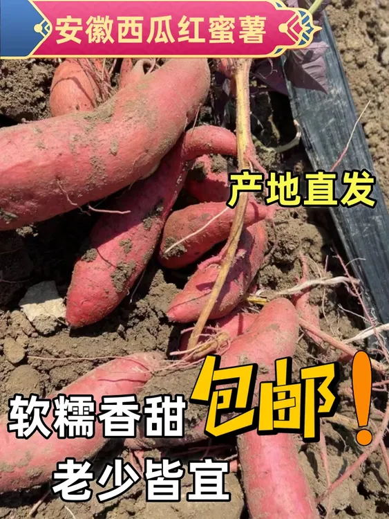 安徽西瓜红农家新鲜红心蜜薯软糯无丝5斤原产地