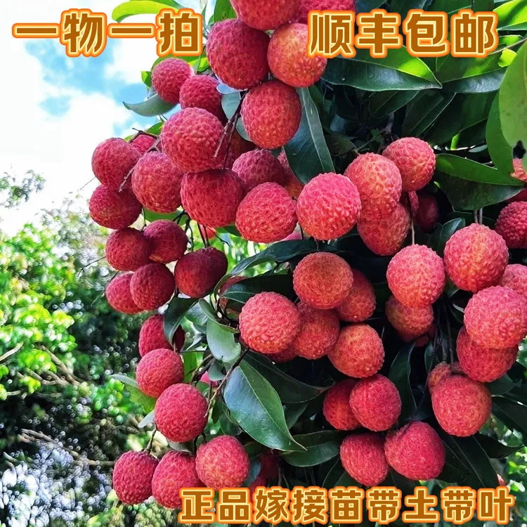 荔枝树苗 桂味 冰荔 仙进奉 无核 妃子笑盆栽地栽当年种当年结果