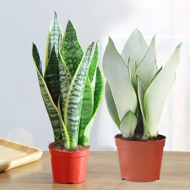 热卖白玉金边虎皮兰盆栽室内甲醛植物防辐射绿植花卉客厅净化空气